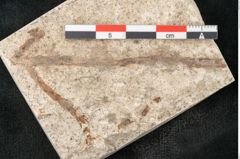 Foto (Detailansicht) von Glyptostrobus europaeus Brongniarti (NHMW-GEO-2024-0188-8079)